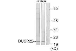 Western Blotting (WB) image for anti-Dual Specificity Phosphatase 22 (DUSP22) (Internal Region) antibody (ABIN1850000) (DUSP22 anticorps  (Internal Region))
