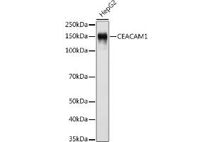 Western blot analysis of extracts of HepG2 cells, using CE antibody (ABIN7266083) at 1:500 dilution. (CEACAM1 anticorps)