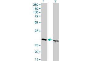 Western Blot analysis of HMGB1 expression in transfected 293T cell line by HMGB1 monoclonal antibody (M04), clone 1B2. (HMGB1 anticorps  (AA 1-215))