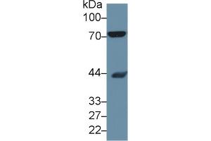 Detection of HSPA8 in Mouse Placenta lysate using Polyclonal Antibody to Heat Shock 70 kDa Protein 8 (HSPA8)