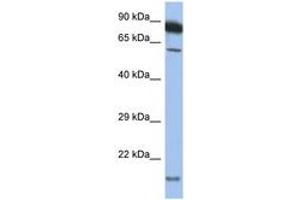 Image no. 1 for anti-Tumor Necrosis Factor Receptor Superfamily, Member 10a (TNFRSF10A) (AA 397-446) antibody (ABIN6748196) (TNFRSF10A anticorps  (AA 397-446))