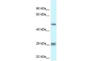 Western Blot showing LIPH antibody used at a concentration of 1 ug/ml against THP-1 Cell Lysate