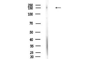 anti-High Density Lipoprotein Binding Protein (HDLBP) (N-Term) antibody
