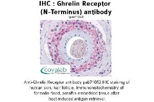 Image no. 1 for anti-Growth Hormone Secretagogue Receptor (GHSR) (Extracellular Domain), (N-Term) antibody (ABIN1734689) (GHSR anticorps  (Extracellular Domain, N-Term))