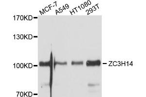 Western blot analysis of extracts of various cell lines, using ZC3H14 antibody. (ZC3H14 anticorps)