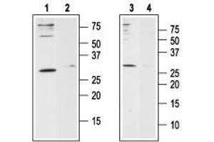 Western blot analysis of human Jurkat T-cell leukemia cell line lysate (lanes 1 and 2) and human HL-60 acute promyelocytic leukemia cell line lysate (lanes 3 and 4): - 1,3.