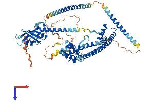 AlphaFold protein structure predicition of Mouse Recombinant Enox2 Protein, UniprotID Q8R0Z2