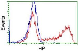 HEK293T cells transfected with either RC223612 overexpress plasmid (Red) or empty vector control plasmid (Blue) were immunostained by anti-HP antibody (ABIN2453139), and then analyzed by flow cytometry. (Haptoglobin anticorps)