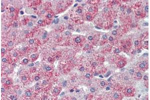 Anti-TAOK1 antibody  ABIN1049394 IHC staining of human liver. (TAO Kinase 1 (TAOK1) (Internal Region) anticorps)