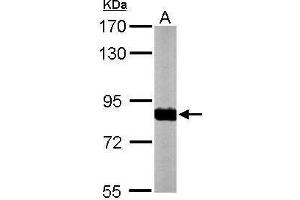 WB Image Sample (50 ug of whole cell lysate) A: Mouse brain 7.