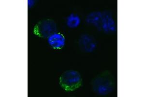 Immunofluorescence Validation of SARS-CoV-2 (COVID-19) Spike RBD in 293 Transfected CellsImmunofluorescent analysis of 4 % paraformaldehyde-fixed Spike transfected 293 cells labeling SARS-CoV-2 (COVID-19) Spike RBD with ABIN6952968 at 20 μg/mL, followed by goat anti-rabbit IgG secondary antibody at 1/500 dilution (green) and DAPI staining (blue). (SARS-CoV-2 Spike anticorps  (RBD))