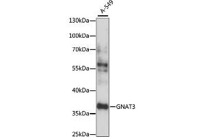 Western blot analysis of extracts of A-549 cells, using GN antibody (ABIN7267544) at 1:1000 dilution. (GNAT3 anticorps  (AA 60-130))
