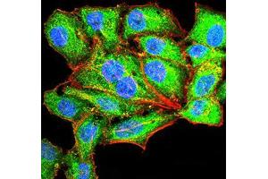 Immunofluorescence analysis of HepG2 cells using SERPINA1 mouse mAb (green).