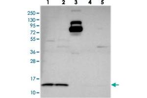 Western blot analysis of Lane 1: RT-4, Lane 2: U-251 MG, Lane 3: Human Plasma, Lane 4: Liver, Lane 5: Tonsil with CHCHD1 polyclonal antibody  at 1:250-1:500 dilution. (CHCHD1 anticorps)
