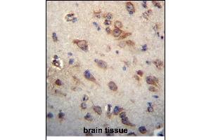 CK Antibody (C-term) (ABIN656313 and ABIN2845615) immunohistochemistry analysis in formalin fixed and paraffin embedded human brain tissue followed by peroxidase conjugation of the secondary antibody and DAB staining. (CKAP4 anticorps  (C-Term))