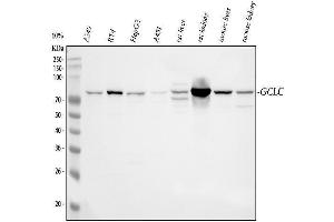Western blot analysis of GCLC using anti-GCLC antibody (ABIN3042420).