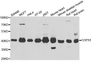 Western blot analysis of extracts of various cell lines, using COPS3 antibody.