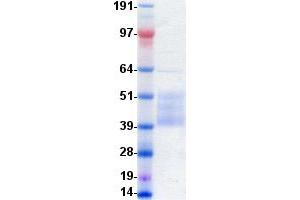 Validation with Western Blot
