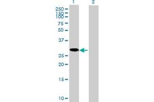 Western Blot analysis of C8orf33 expression in transfected 293T cell line by C8orf33 MaxPab polyclonal antibody. (C8orf33 anticorps  (AA 1-229))