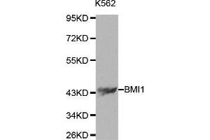 Western blot analysis of extracts of K562 cells using BMI1 antibody. (BMI1 anticorps  (AA 120-326))