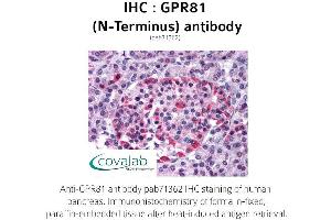 Image no. 1 for anti-G Protein-Coupled Receptor 81 (GPR81) (Extracellular Domain), (N-Term) antibody (ABIN1735171)