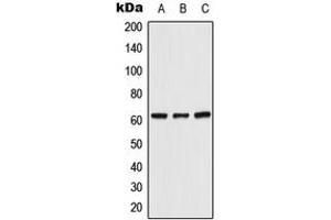 Western blot analysis of UGT8 expression in HeLa (A), Raw264. (UGT8 anticorps  (C-Term))