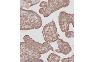 Immunohistochemical analysis of A on paraffin-embedded Human placenta tissue.