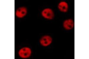 ABIN6267244 staining COS7 by IF/ICC.