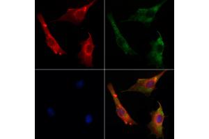 ABIN7094120 and ABIN7098164 staining Hela cells by IF/ICC. (CCNI2 anticorps  (Internal Region))