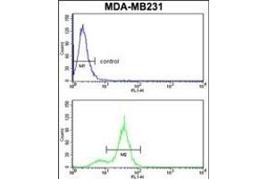 CPN2 Antibody (N-term) (ABIN391524 and ABIN2841483) flow cytometry analysis of MDA-M cells (bottom histogram) compared to a negative control cell (top histogram).