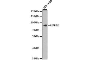 Western blot analysis of extracts of NCI-H460 cells, using LEPREL1 antibody. (LEPREL1 anticorps)