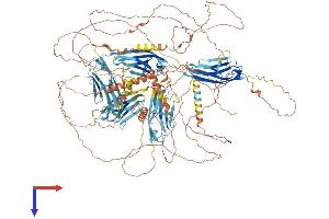 AlphaFold protein structure predicition of Human Recombinant MYPN Protein, UniprotID Q86TC9