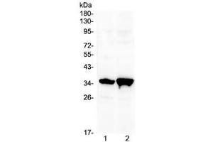 Western blot testing of 1) rat brain and 2) mouse brain with Six3 antibody at 0. (SIX3 anticorps  (AA 1-32))