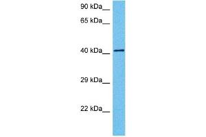 Host:  Mouse  Target Name:  PAX6  Sample Tissue:  Mouse Testis  Antibody Dilution:  1ug/ml (PAX6 anticorps  (N-Term))