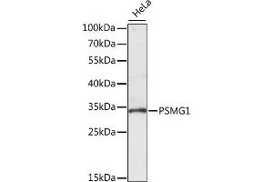 Western blot analysis of extracts of HeLa cells, using PSMG1 antibody (ABIN7269593) at 1:1000 dilution. (PSMG1 anticorps  (AA 1-288))