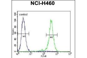 OR2B11 Antibody (C-term) (ABIN655367 and ABIN2844924) flow cytometric analysis of NCI- cells (right histogram) compared to a negative control cell (left histogram). (OR2B11 anticorps  (C-Term))