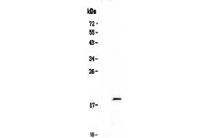 Western blot analysis of IL32 using anti-IL32 antibody . (IL32 anticorps  (AA 31-234))