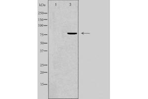 Western blot analysis of GRP78 expression in COS7 cell lysate. (GRP78 anticorps)
