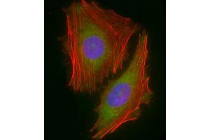 Immunofluorescent analysis of 4 % paraformaldehyde-fixed, 0. (Chemerin anticorps  (AA 1-35))