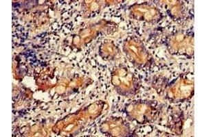 Immunohistochemistry of paraffin-embedded human small intestine tissue using ABIN7174662 at dilution of 1:100 (UAP1 anticorps  (AA 1-522))