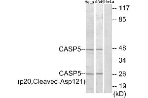 Western blot analysis of extracts from HeLa cells and A549 cells, treated with etoposide (25uM, 24hours), using CASP5 (p20, Cleaved-Asp121) antibody. (CASP5 anticorps  (Cleaved-Asp121, Subunit p20))