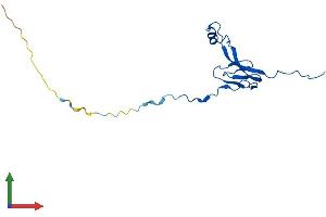 AlphaFold protein structure predicition of Mouse Recombinant Mrpl27 Protein, UniprotID Q99N92