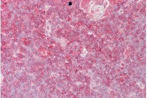 ABIN184790 (2. (ELF1 anticorps  (C-Term))