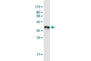 Western Blot detection against Immunogen (36.