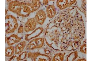 IHC image of ABIN7167139 diluted at 1:263 and staining in paraffin-embedded human kidney tissue performed on a Leica BondTM system. (RASSF6 anticorps  (AA 1-303))