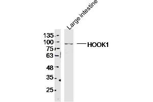 Mouse Large intestine lysates probed with HOOK1 Polyclonal Antibody, Unconjugated  at 1:300 dilution and 4˚C overnight incubation. (HOOK1 anticorps  (AA 551-650))