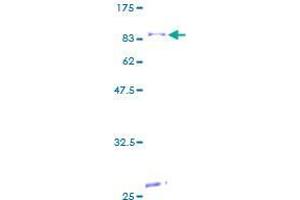 Image no. 1 for Cytochrome P450, Family 4, Subfamily F, Polypeptide 12 (CYP4F12) (AA 1-524) protein (GST tag) (ABIN1351008)