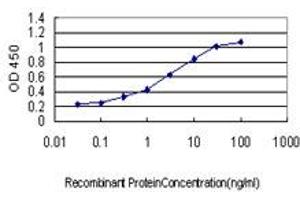 Detection limit for recombinant GST tagged KSR2 is approximately 0. (KSR2 anticorps  (AA 411-500))