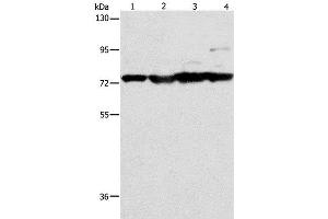 Western Blot analysis of Mouse stomach, heart and liver tissue, HT-29 cell using MMP15 Polyclonal Antibody at dilution of 1:200 (MMP15 anticorps)