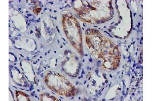 Immunohistochemical staining of paraffin-embedded Human Kidney tissue using anti-EIF4E mouse monoclonal antibody. (EIF4E anticorps)